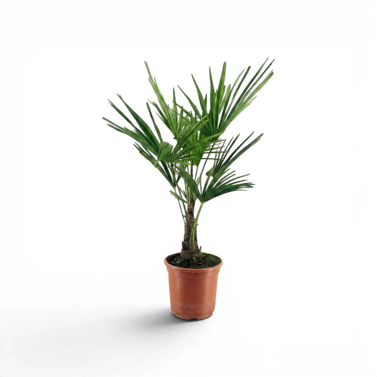 Trachycarpus-fortunei-Palme im Anzuchttopf vor weißem Hintergrund