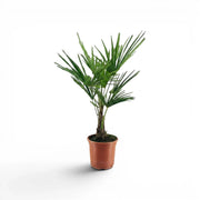 Trachycarpus fortunei palm in a nursery pot on a white background