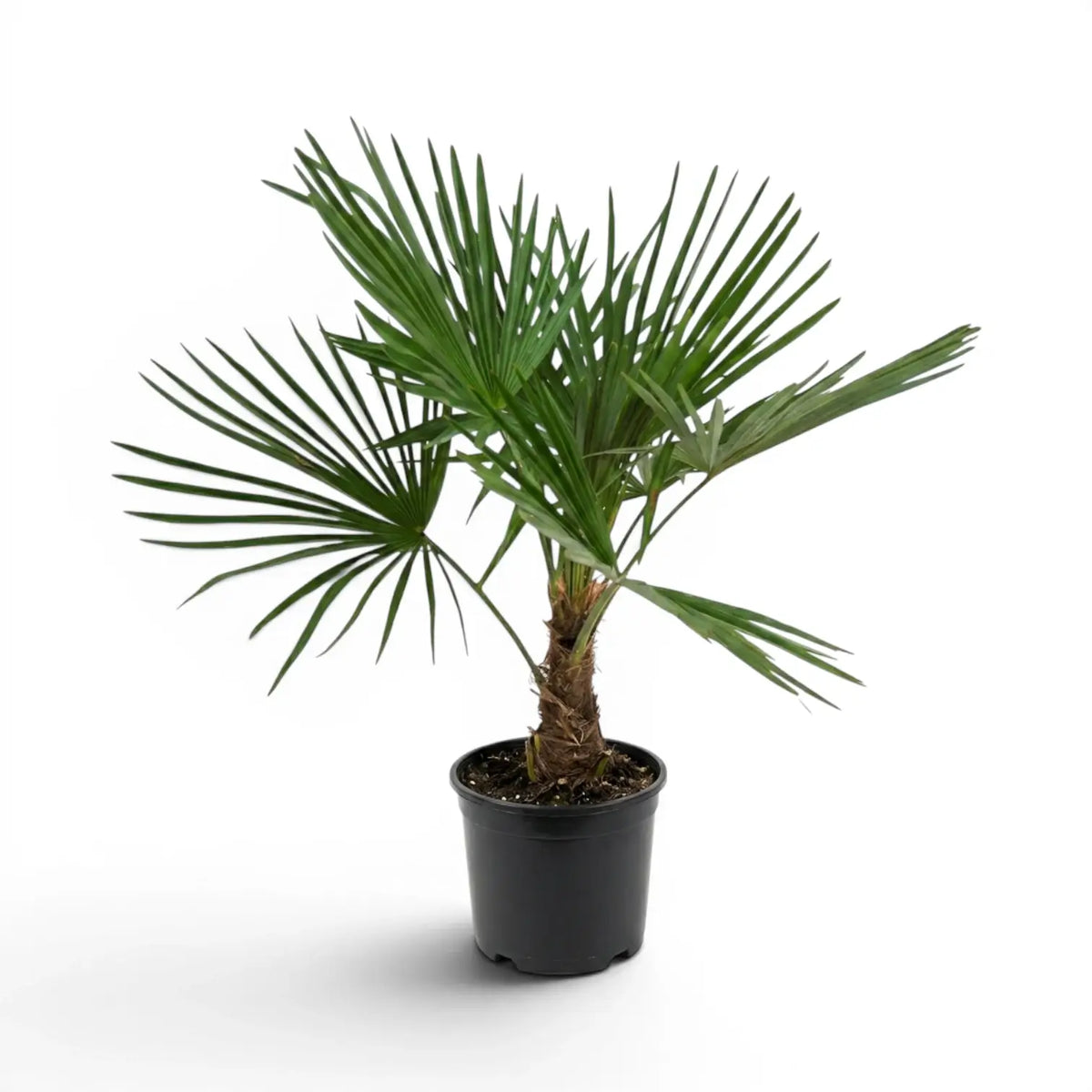 Trachycarpus-fortunei-Palme im Anzuchttopf vor weißem Hintergrund