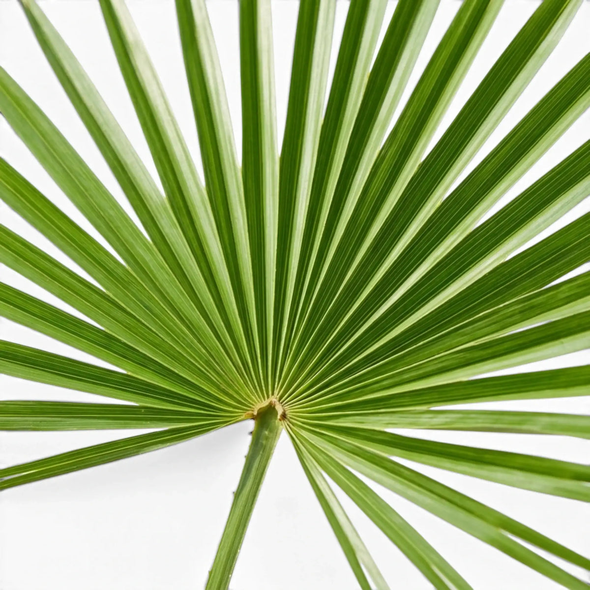 Nahaufnahme eines fächerförmigen Wedels von Trachycarpus fortunei vor weißem Hintergrund