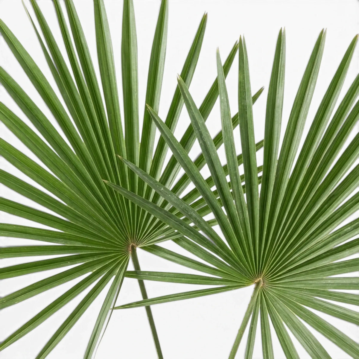Close-up of green palm leaves of Trachycarpus fortunei Frosty on a white background