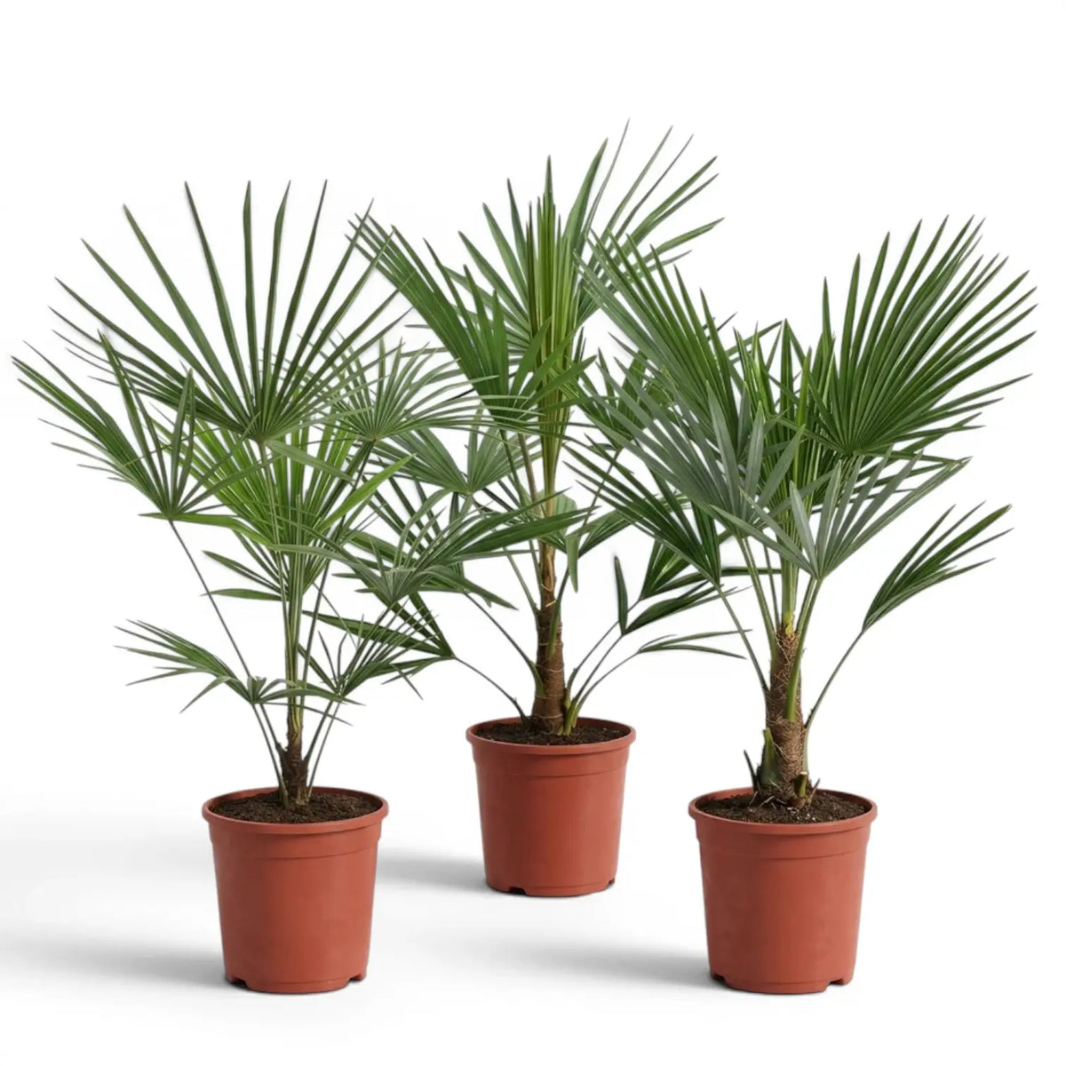 Three potted palm plants Trachycarpus fortunei Frosty on a white background