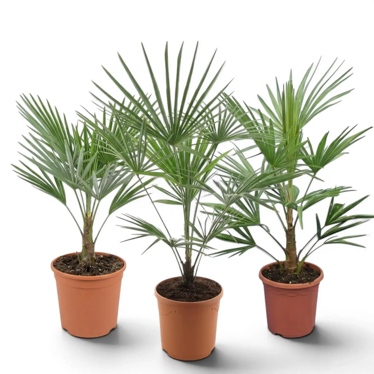 Three Trachycarpus fortunei Frosty potted palm plants on a white background