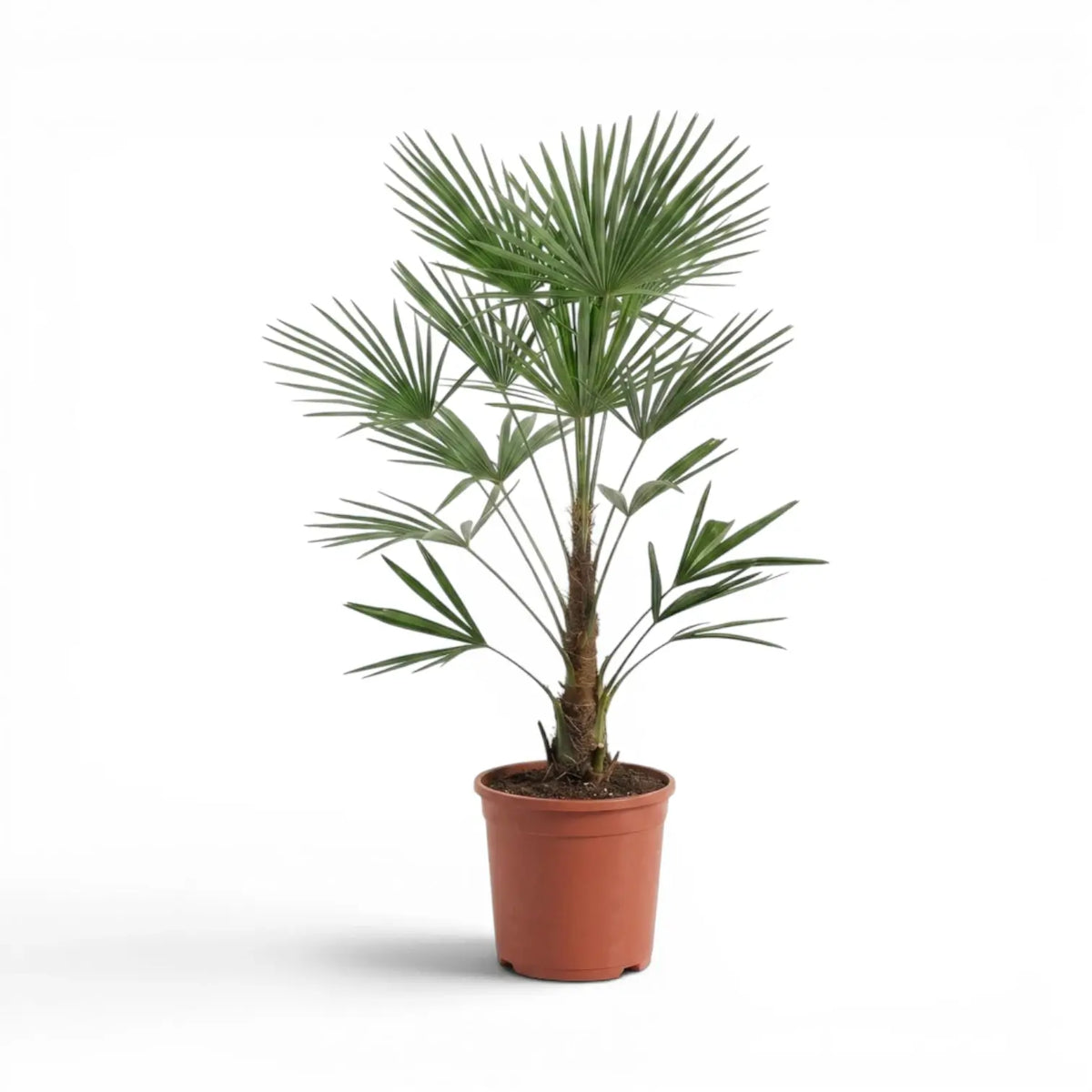 Potted Trachycarpus fortunei Frosty palm plant on a white background