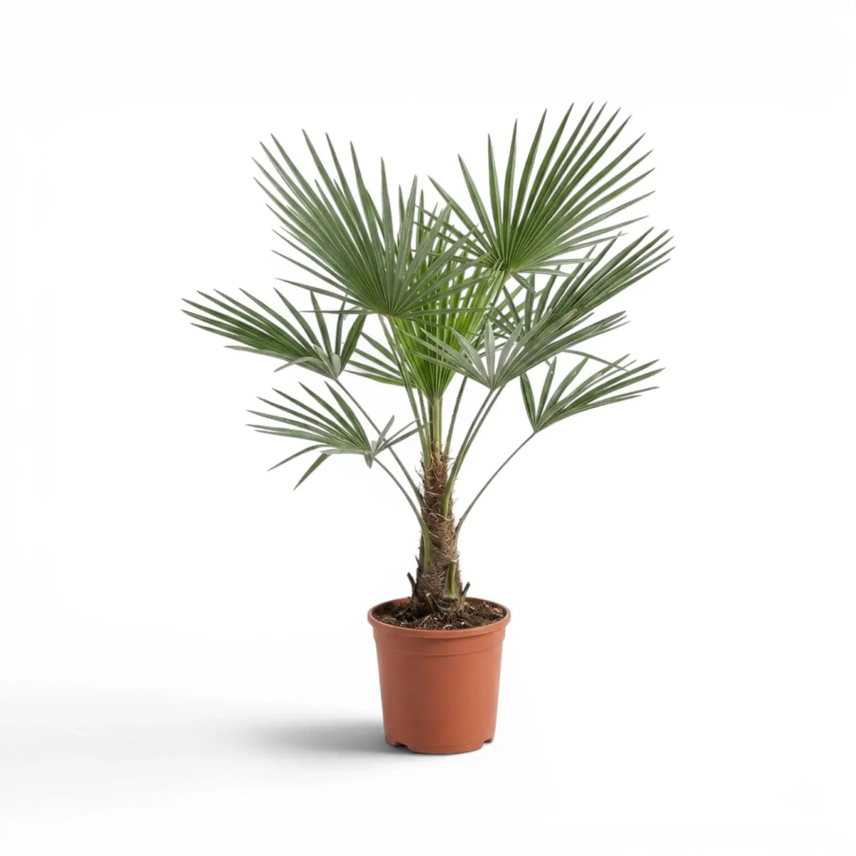 Potted Trachycarpus fortunei Frosty palm plant on a white background