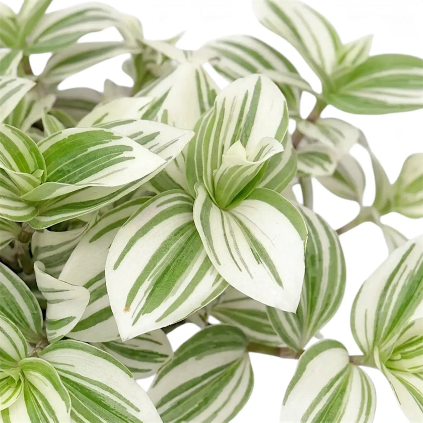 Tradescantia Brightness foliage close-up with striped colourful leaves.