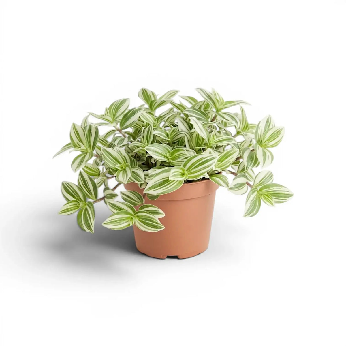 Tradescantia ‘Brightness’ im Kulturtopf.