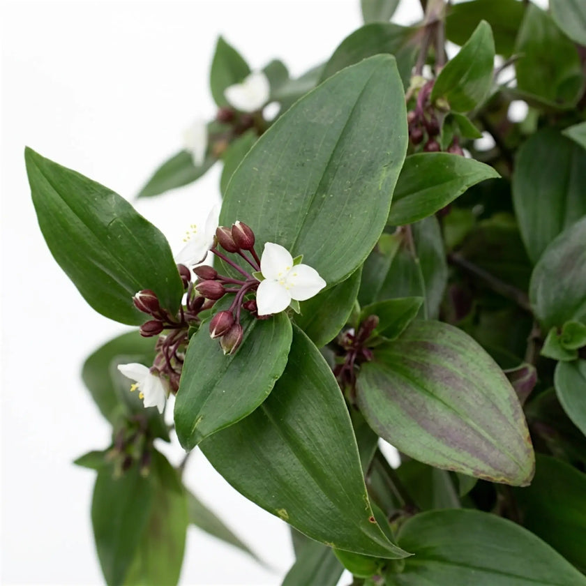 Detailed view of a white Tradescantia ‘Green Hill’ flower among green leaves