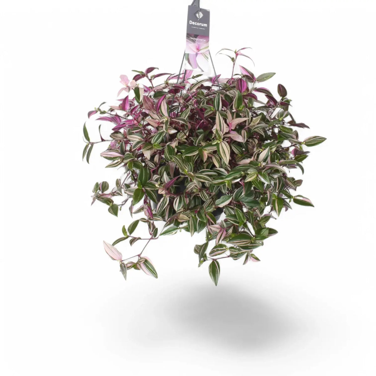 Tradescantia mundula 'Lisa' potted plant in nursery pot on white background.