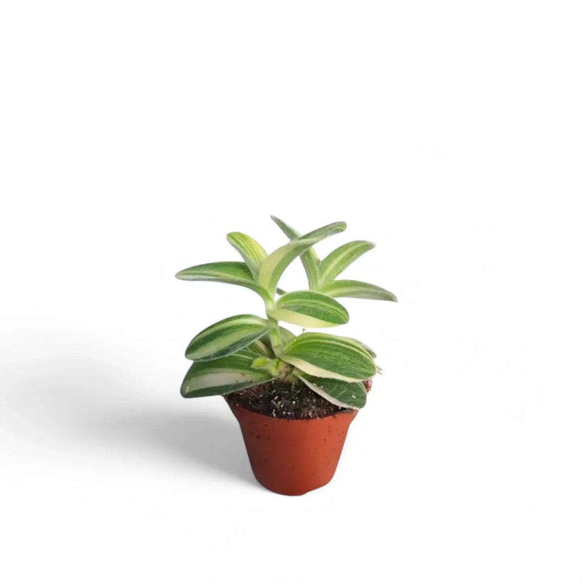 Tradescantia sillamontana ‘Gold Stripes’ Zimmerpflanze im Anzuchttopf vor weißem Hintergrund, Produktfoto 3.