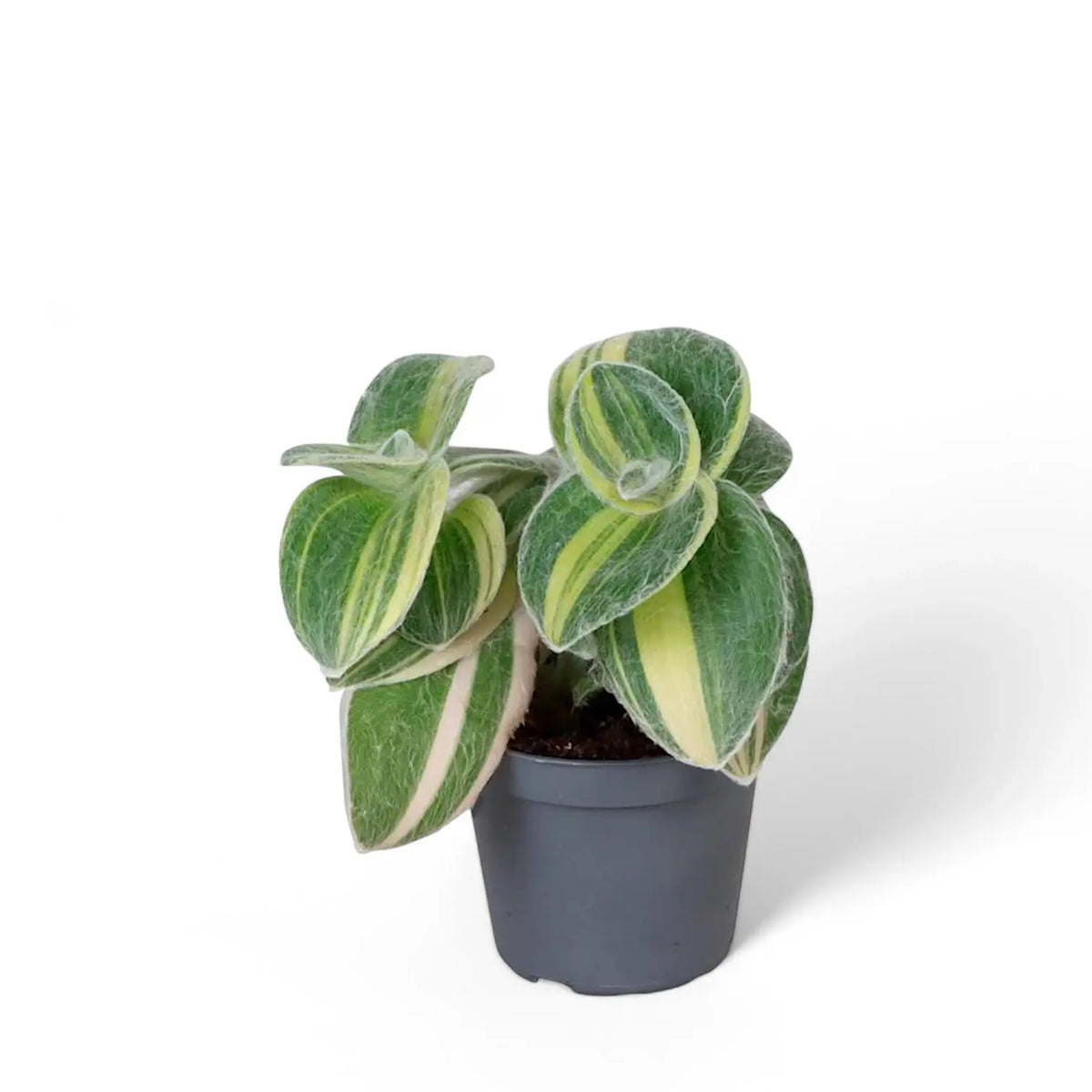 Tradescantia sillamontana ‘Gold Stripes’ Zimmerpflanze im Anzuchttopf vor weißem Hintergrund, Produktfoto 4.