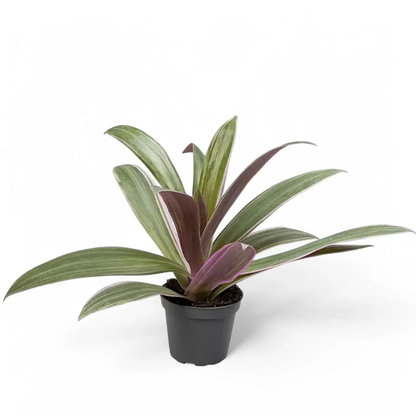 Tradescantia spathacea 'Sitara' aka 'Tricolor' Zimmerpflanze im Anzuchttopf vor weißem Hintergrund, Produktfoto 2.