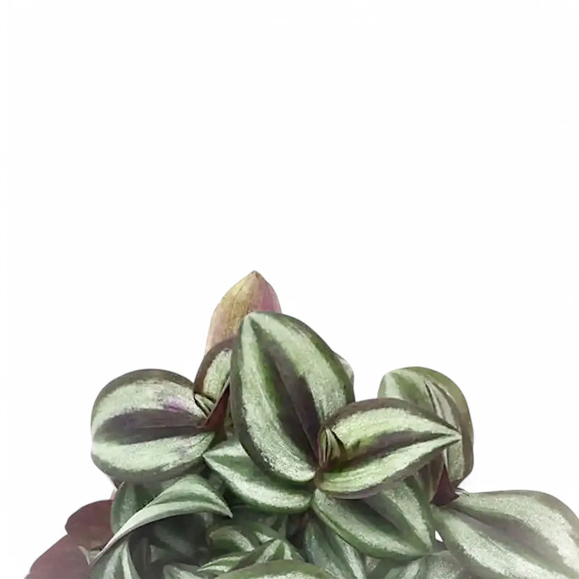 Tradescantia zebrina ‘Superba' leaf close-up on white background.
