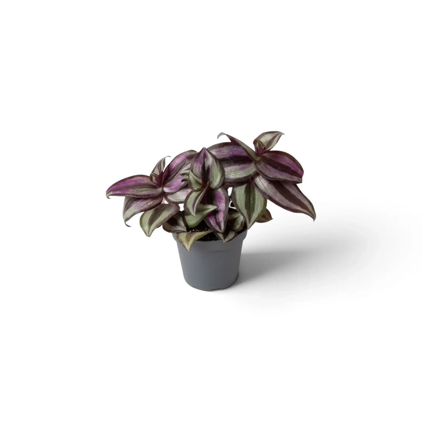 Compact baby Tradescantia 'Violet Hill' showing silver stripes and deep purple foliage