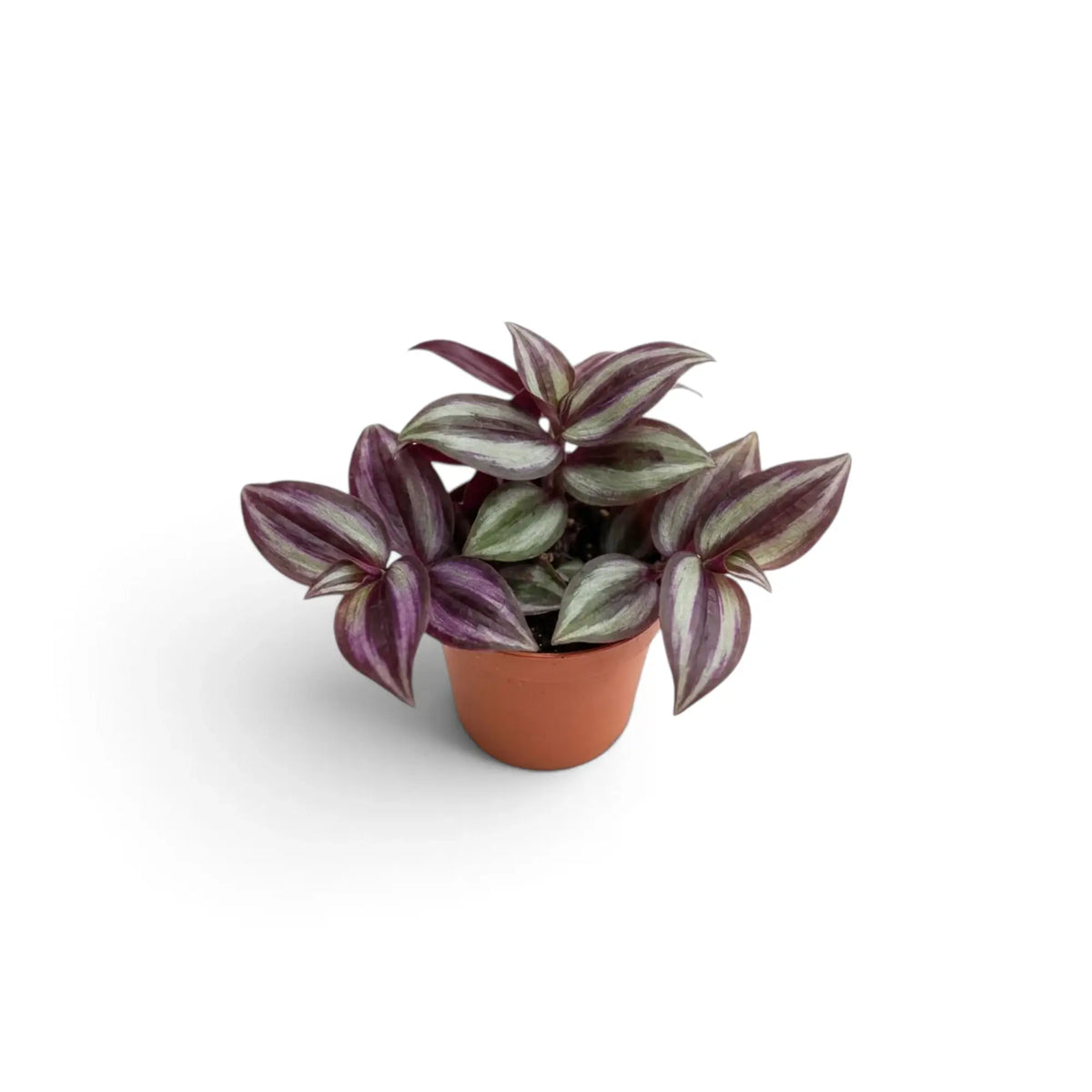Small potted Tradescantia zebrina 'Violet Hill' with pointed purple-and-silver leaves