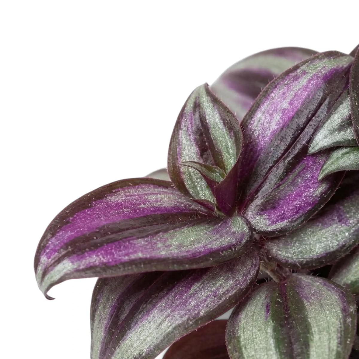 Purple and silver striped upper leaves of Tradescantia zebrina 'Violet Hill'
