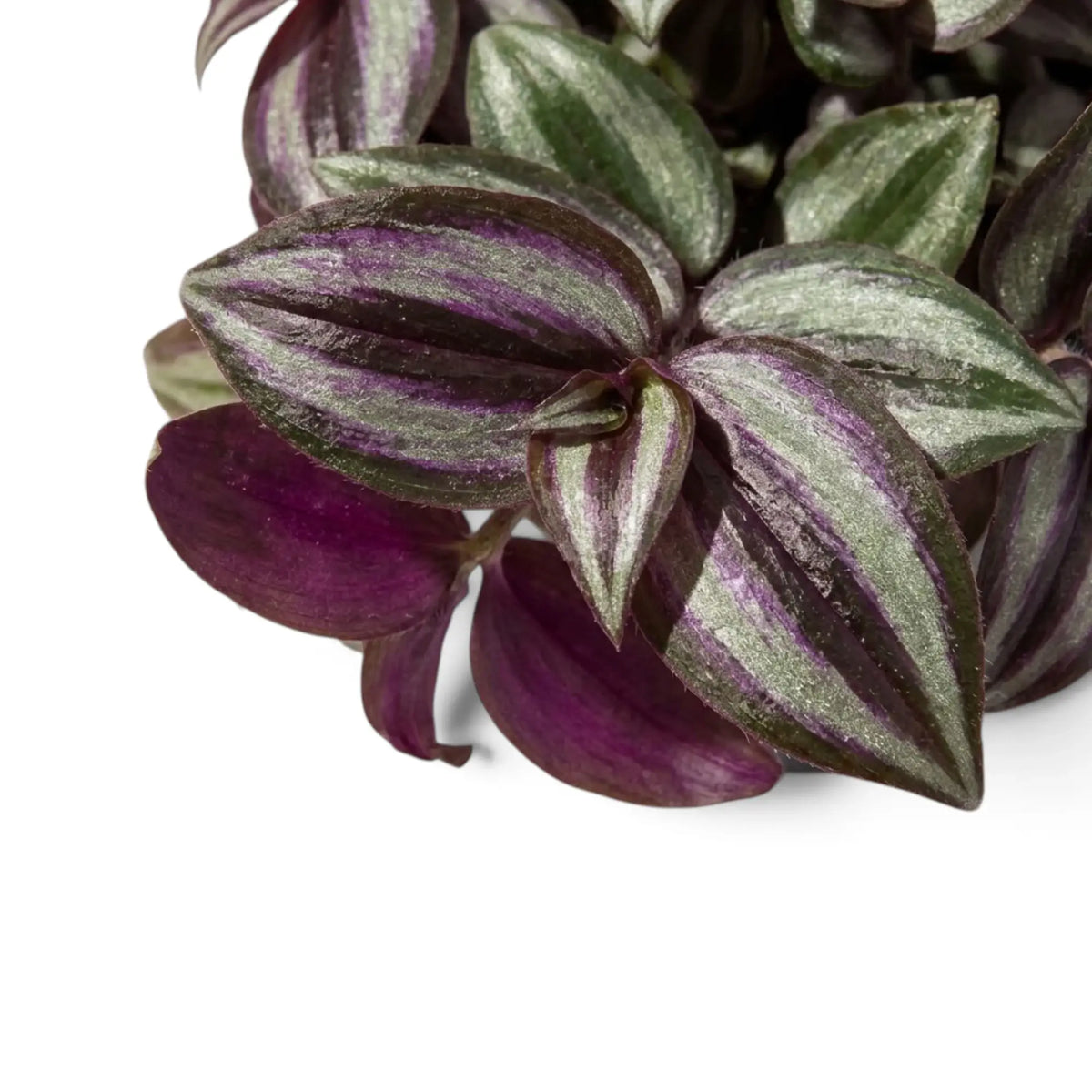 Tradescantia 'Violet Hill' leaves showing striped tops and dark purple undersides