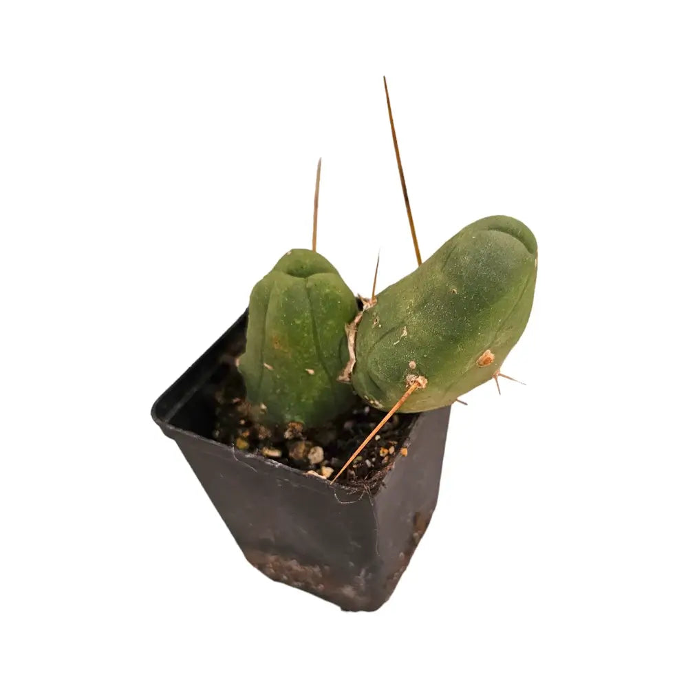 Trichocereus bridgesii f. mostruosa Zimmerpflanze im Anzuchttopf vor weißem Hintergrund, Produktfoto 2.