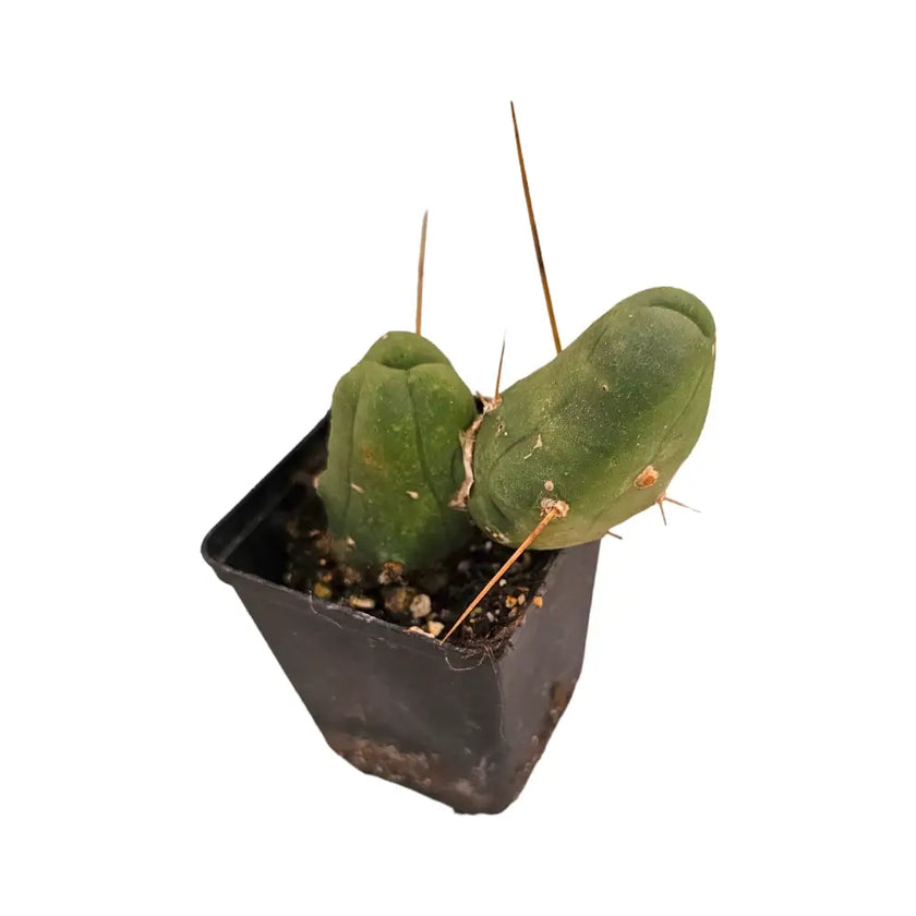 Trichocereus bridgesii f. mostruosa Zimmerpflanze im Anzuchttopf vor weißem Hintergrund, Produktfoto 2.