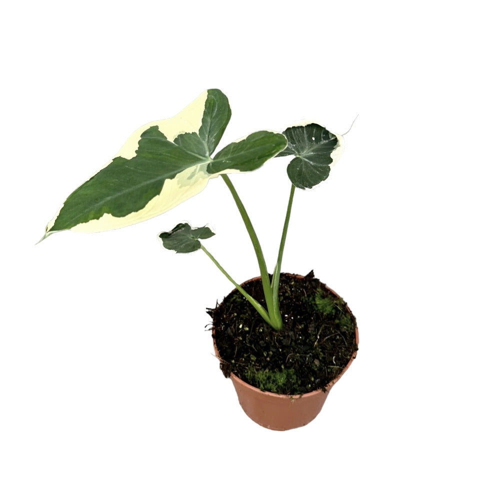 Xanthosoma sagittifolium 'Mickey Mouse' – Zimmerpflanze im Kulturtopf auf weißem Hintergrund, Produktfoto 3.