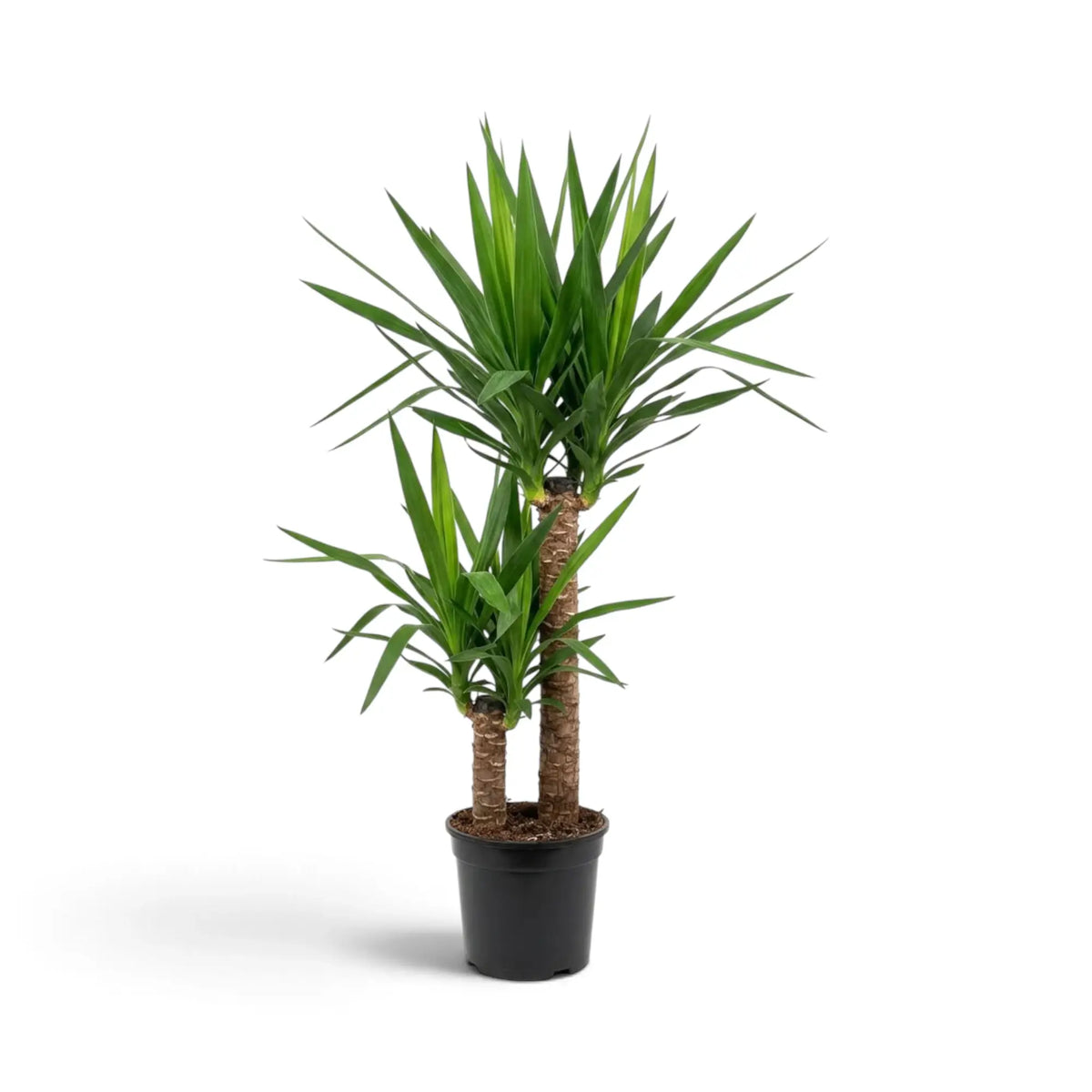 Extra-large Yucca gigantea with woody stems topped by dense crowns of narrow green leaves