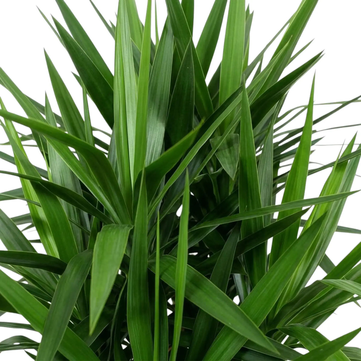 Close-up of Yucca gigantea foliage with long narrow pointed green leaves