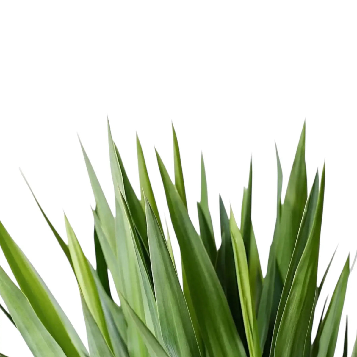 Yucca gigantea leaf detail showing stiff green blades radiating from a rosette