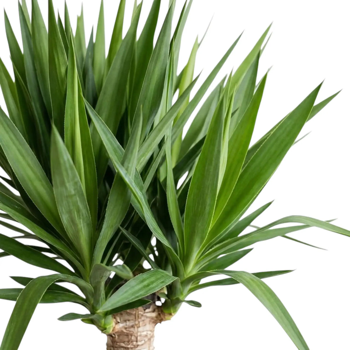 Yucca gigantea foliage close-up showing narrow leaves tapering to pointed tips