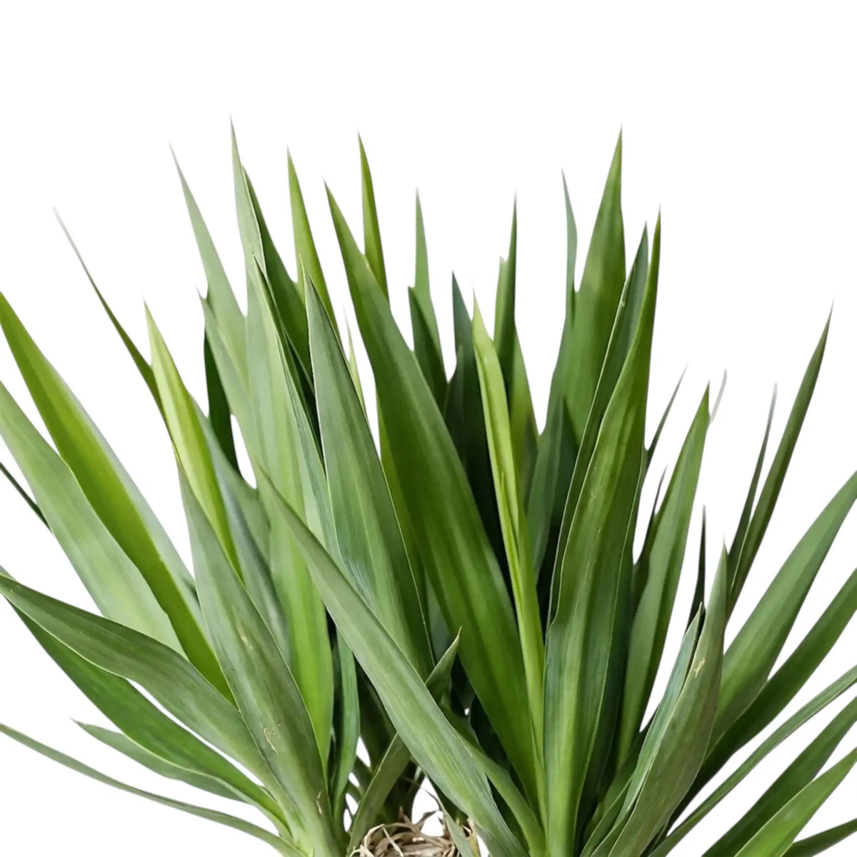Yucca gigantea leaf rosette detail with long arching and upright green blades