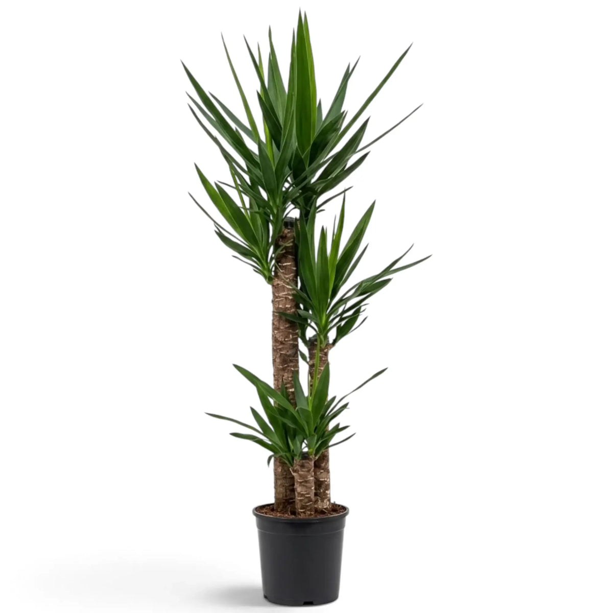 XXL Yucca gigantea with tall woody canes and large crowns of narrow pointed green leaves