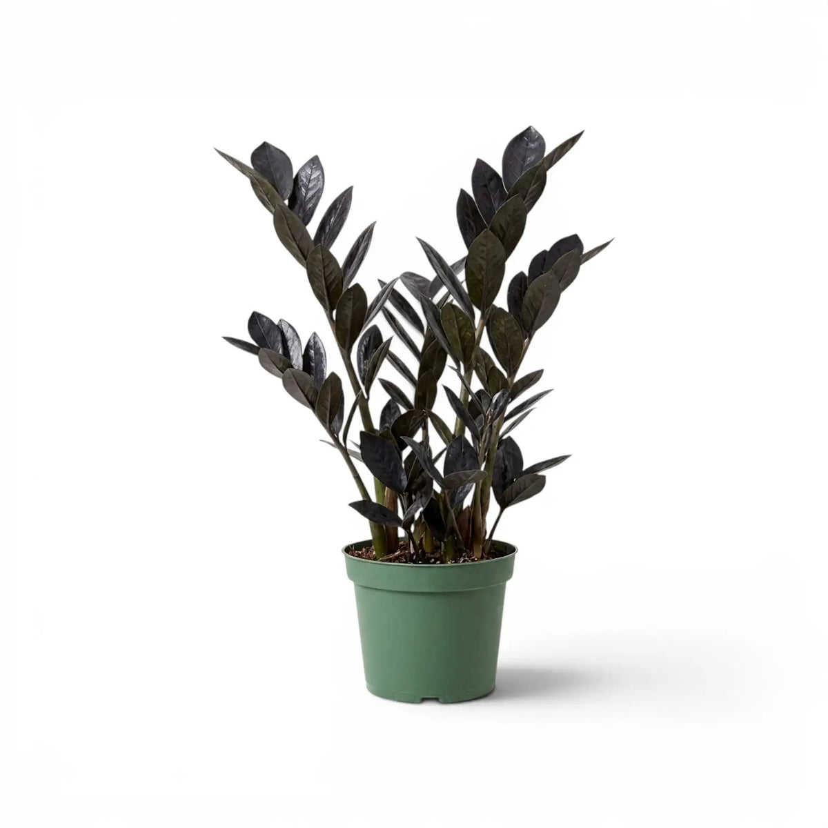 Zamioculcas zamiifolia 'Raven' im Kulturtopf.