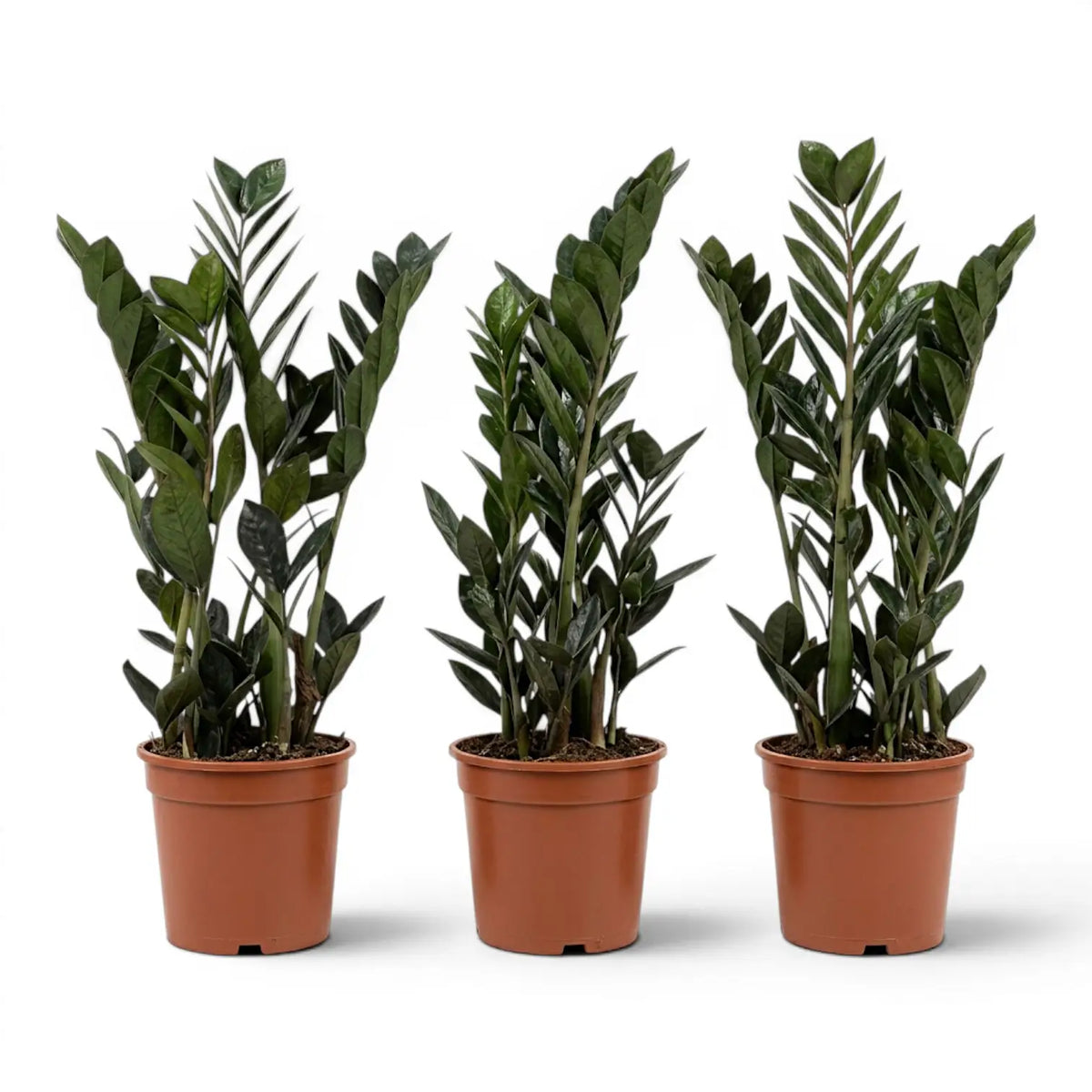 Drei Zamioculcas zamiifolia 'Raven'-Pflanzen in Kulturtöpfen.