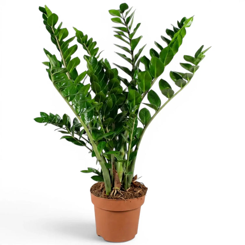 Zamioculcas zamiifolia in Größe XL im Kulturtopf.