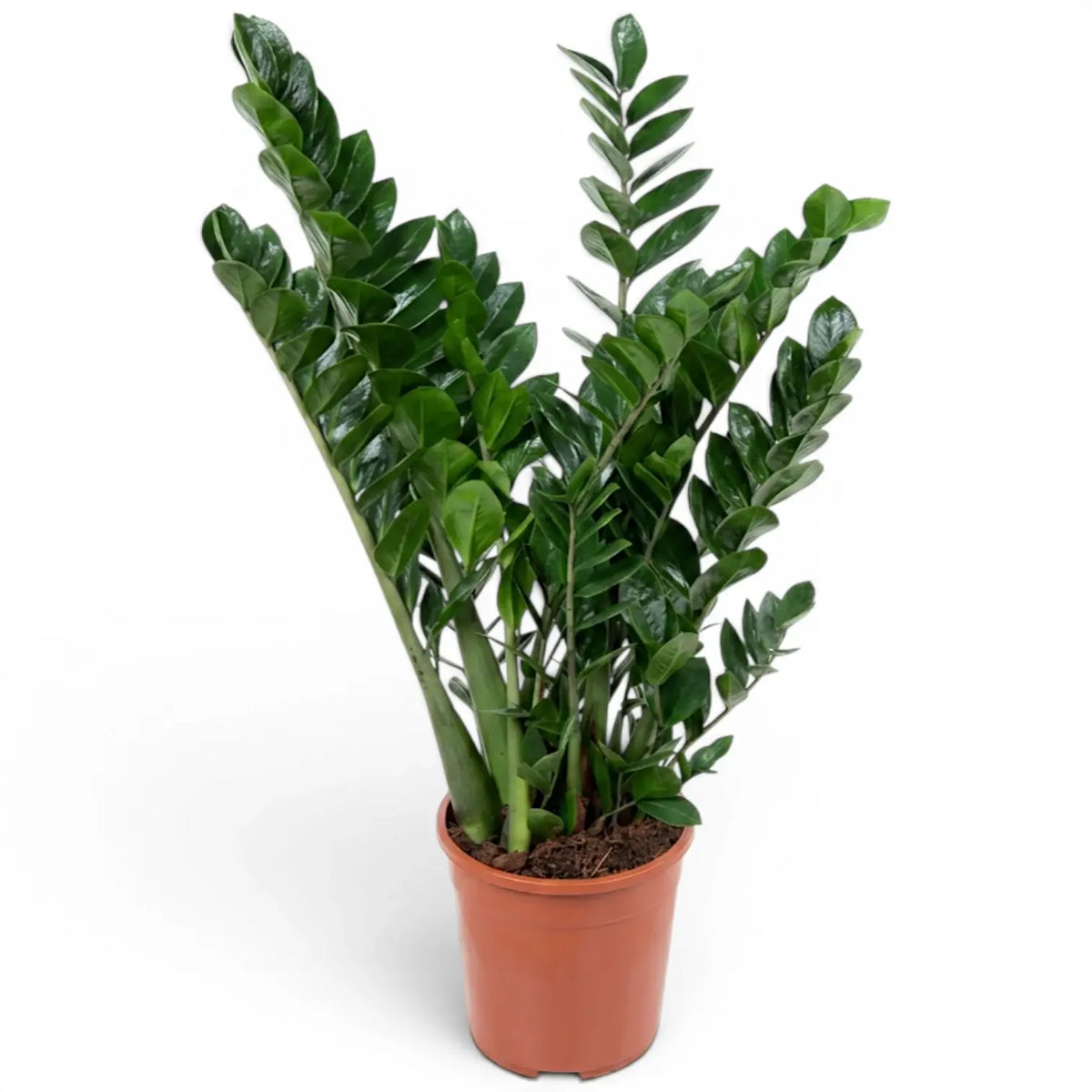 Zamioculcas zamiifolia in Größe XL im Kulturtopf.