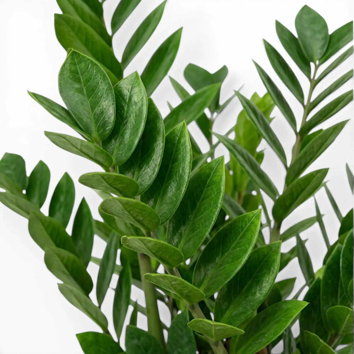 Nahaufnahme der Blätter von Zamioculcas zamiifolia.