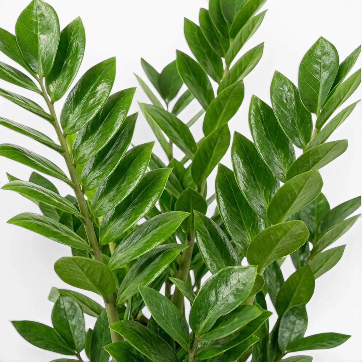 Nahaufnahme der Blätter von Zamioculcas zamiifolia.