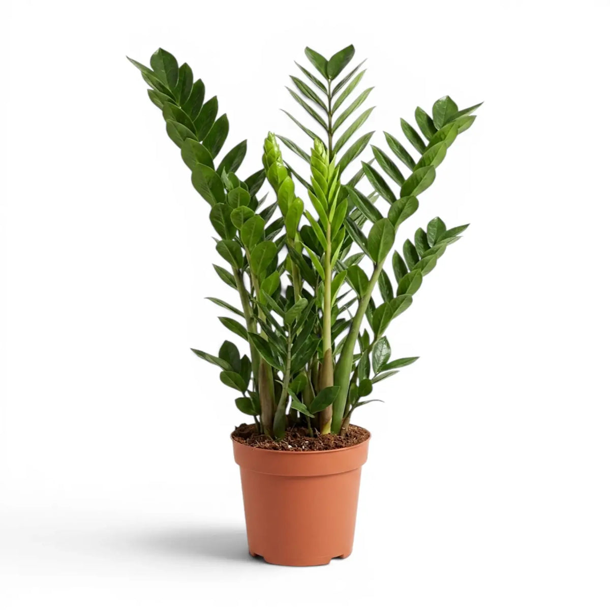 Große Zamioculcas zamiifolia im Kulturtopf.
