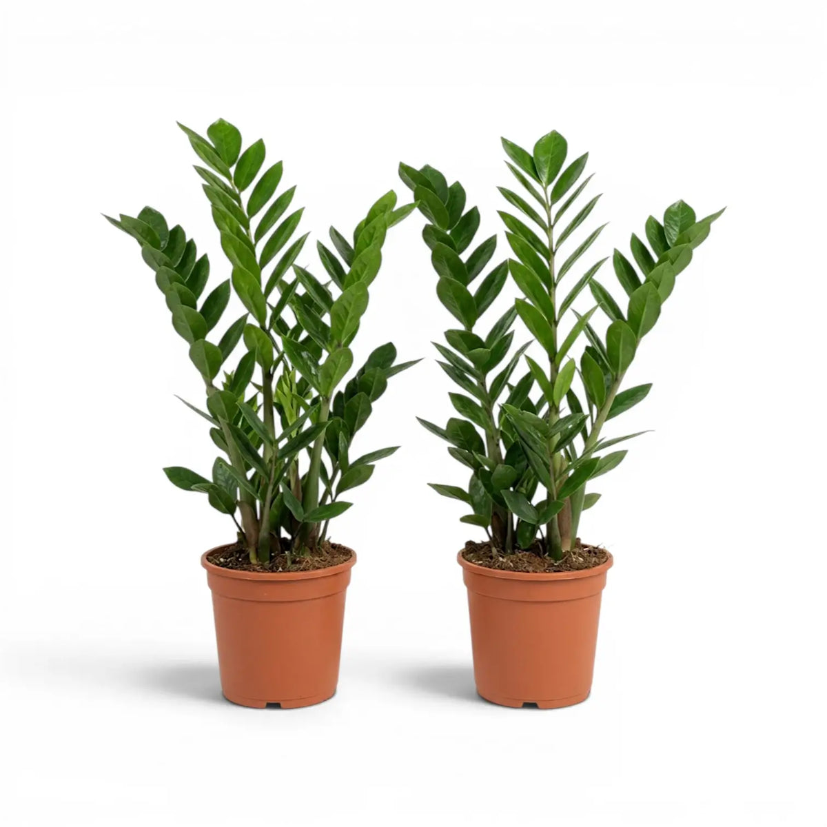 Mittelgroße Zamioculcas zamiifolia im Kulturtopf.