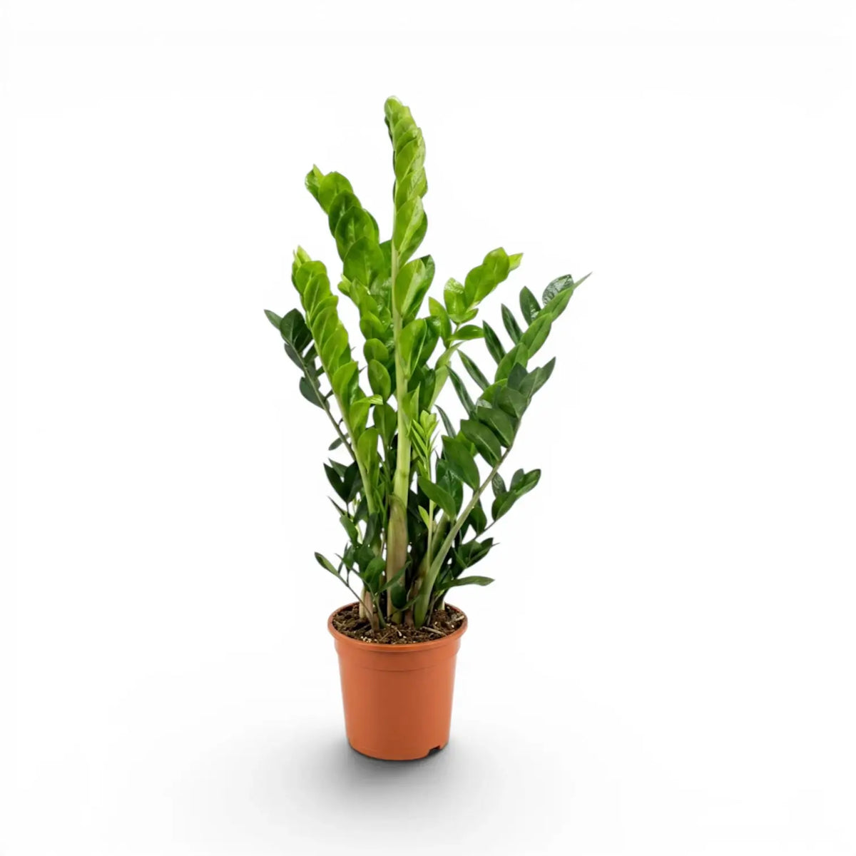 Mittelgroße Zamioculcas zamiifolia im Kulturtopf.