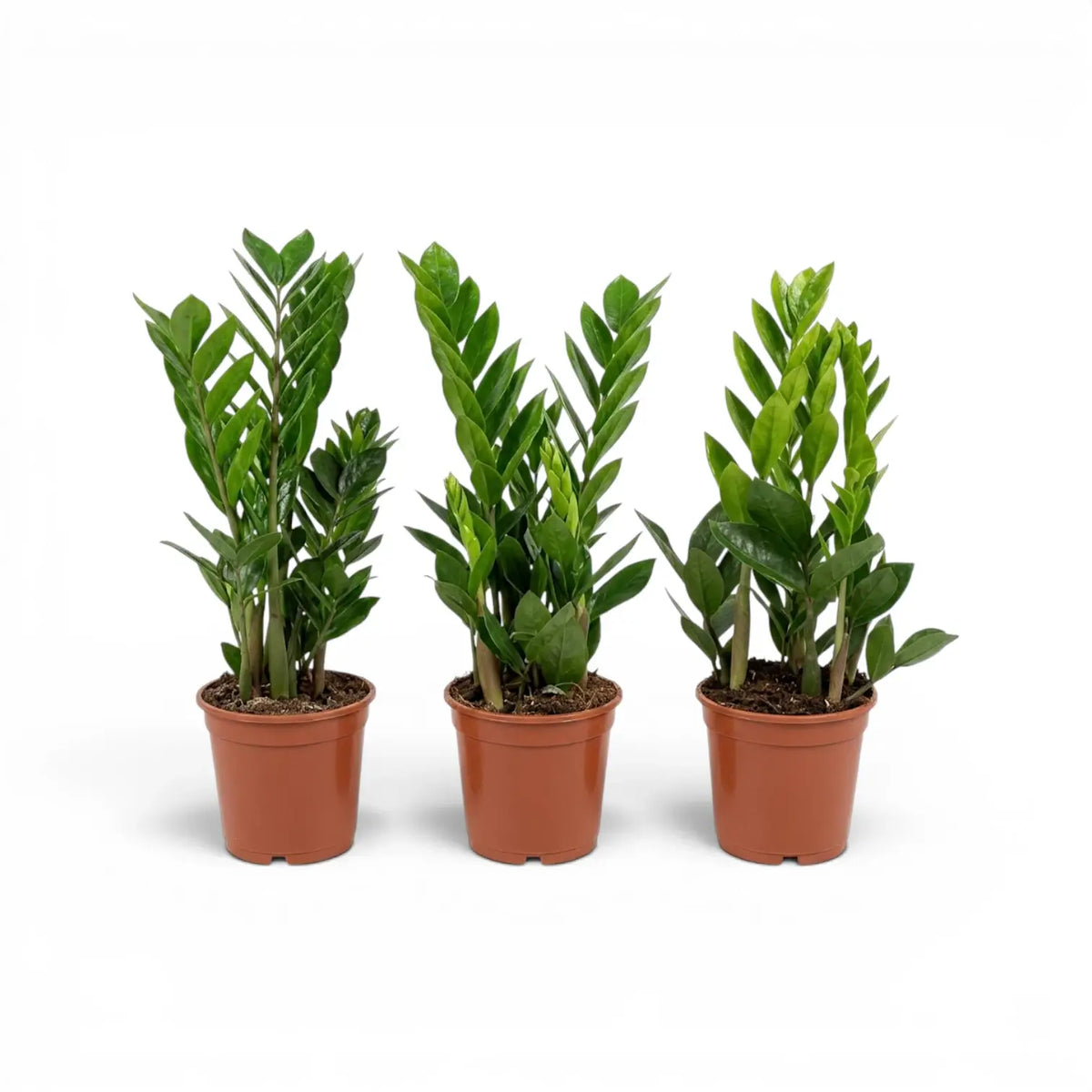 Kleine Zamioculcas zamiifolia im Kulturtopf.