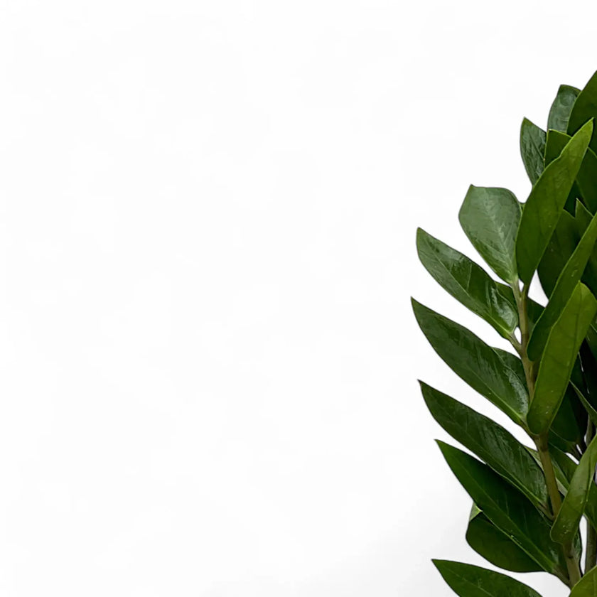 Zamioculcas zamiifolia 'Zamicro' – Blattdetail vor weißem Hintergrund..