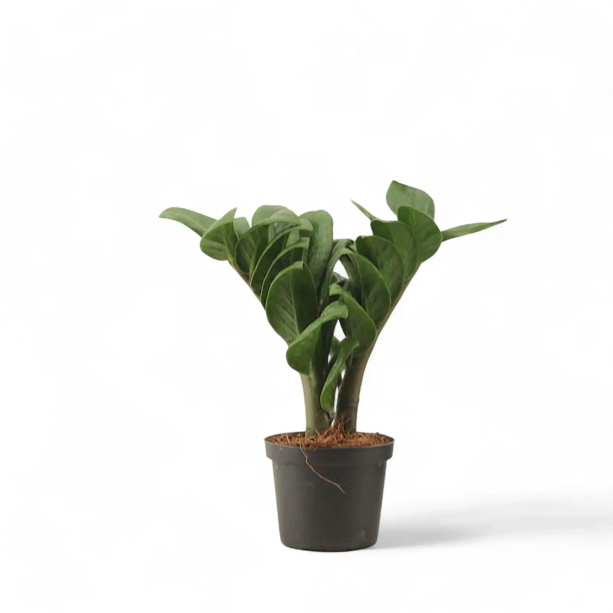 Zamioculcas zamiifolia 'Zenzi' Zimmerpflanze im Anzuchttopf vor weißem Hintergrund, Produktfoto 3.