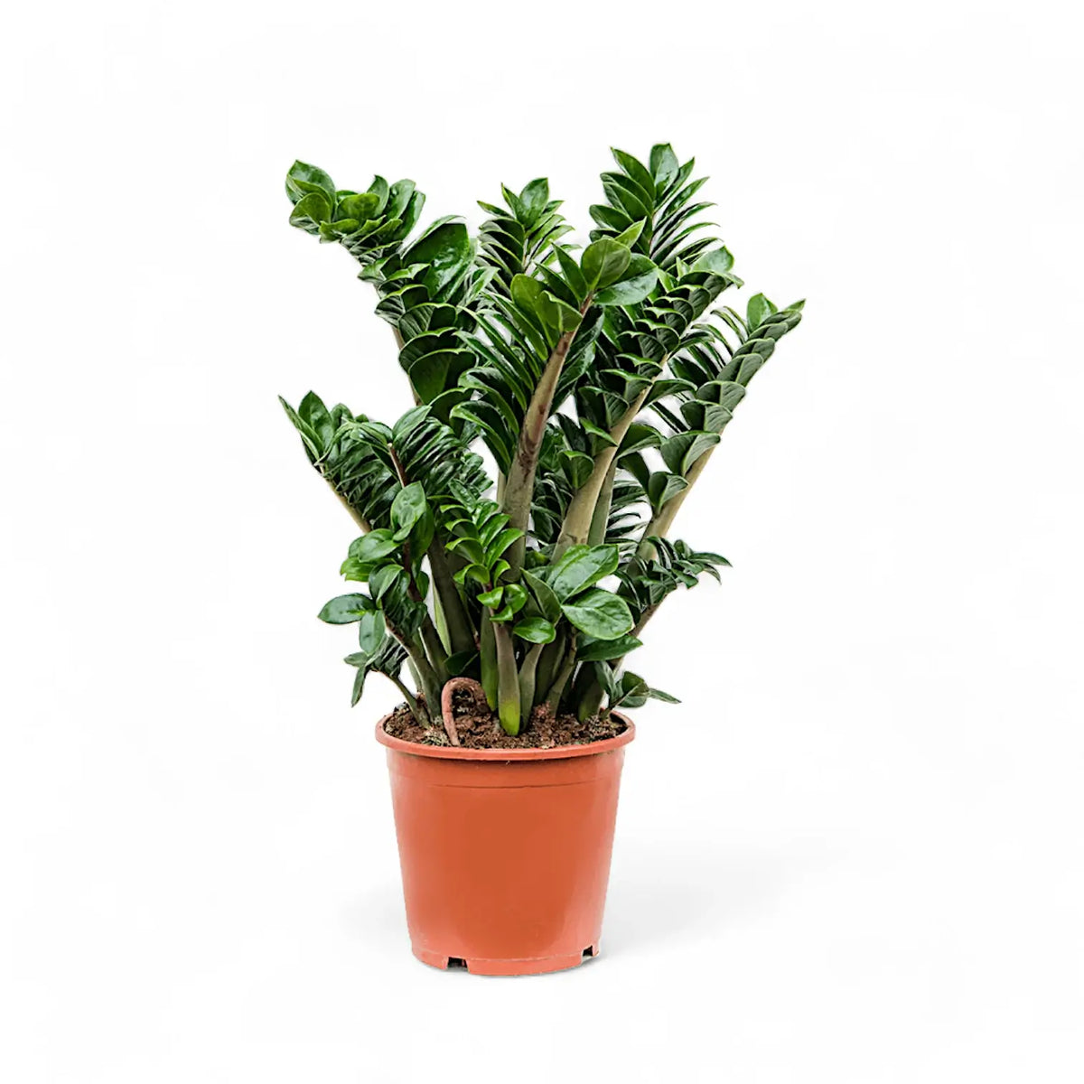 Zamioculcas zamiifolia 'Zenzi' Zimmerpflanze im Anzuchttopf vor weißem Hintergrund, Produktfoto 6.