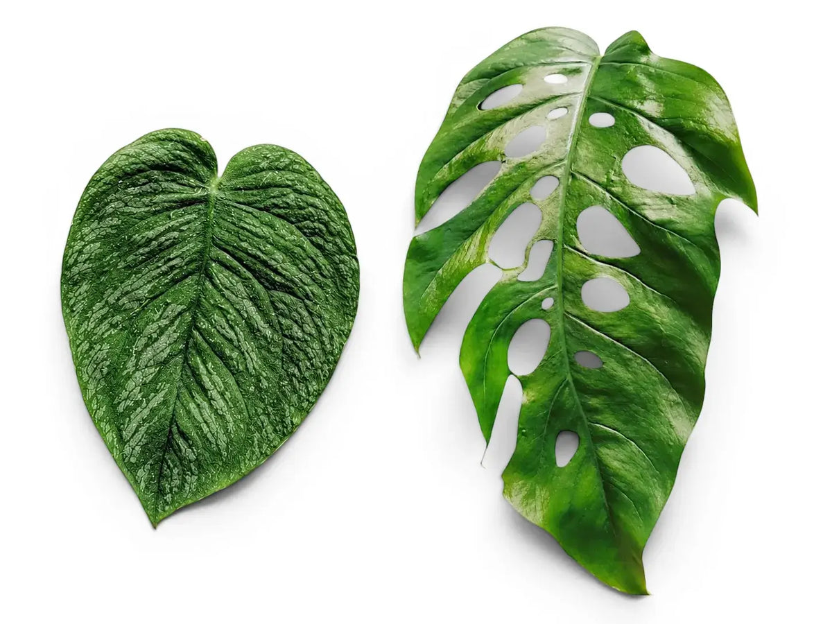 Kleines silbergrünes Jugendblatt von Monstera dubia neben einem größeren ausgewachsenen Blatt mit Fenestrierungen auf weißem Hintergrund, als Beispiel für Heteroblastie.