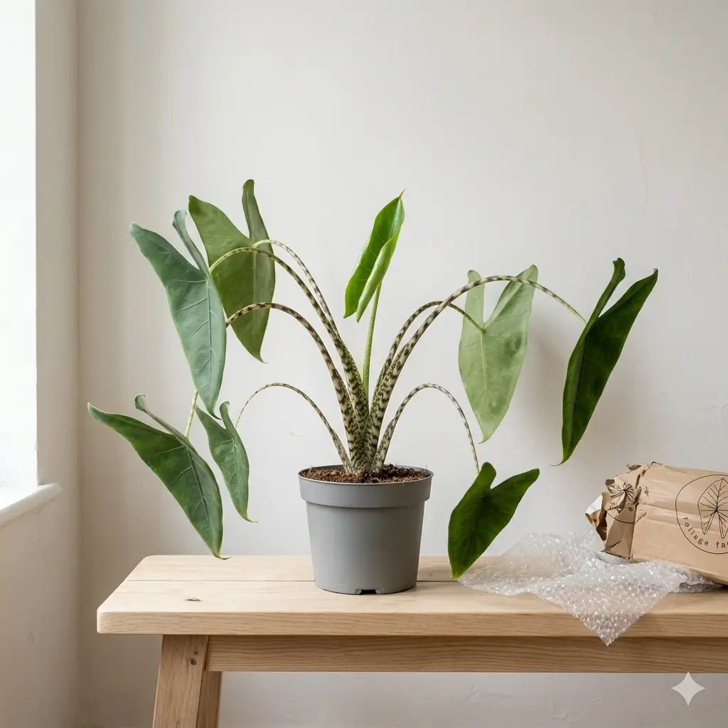 Alocasia zebrina mit leicht hängenden Blättern im grauen Kulturtopf auf einem Holztisch neben Packpapier und Luftpolsterfolie.