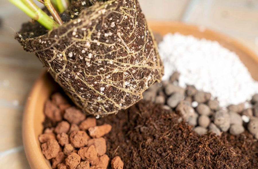 Uprooted houseplant above a terracotta pot with coarse potting mix components