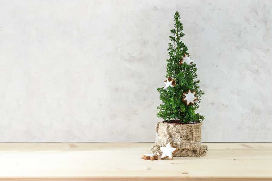 Small living Christmas tree growing in a pot indoors