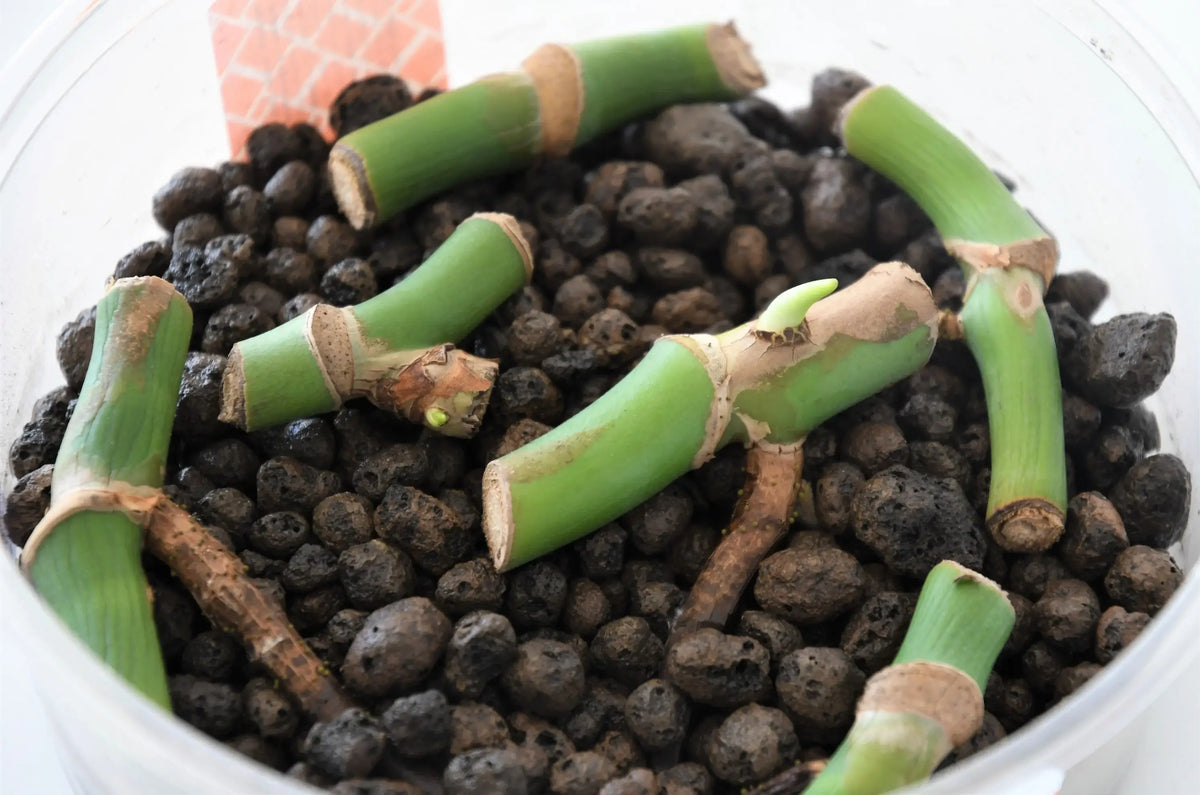 Houseplant stem cuttings arranged for propagation on a work surface
