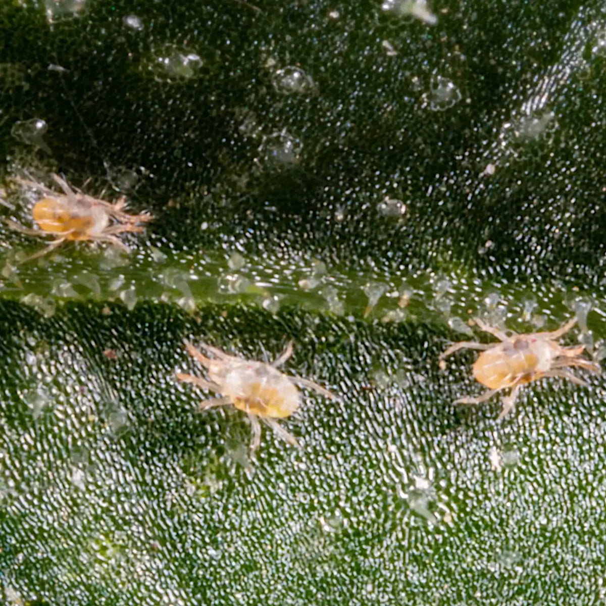 Makroaufnahme einer Gemeinen Spinnmilbe auf einem grünen Blatt
