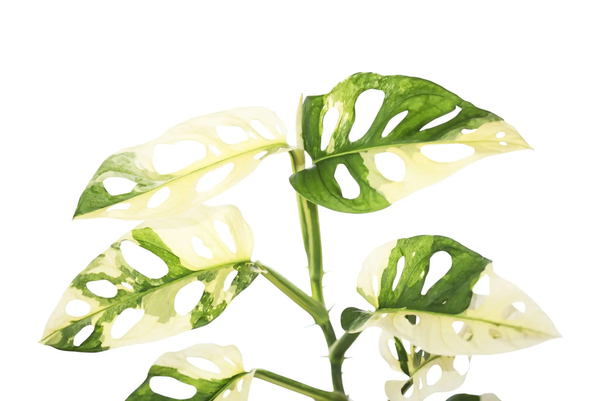 Panaschierte Monstera adansonii Blätter mit Fenestrierungen und hellen Zeichnungen
